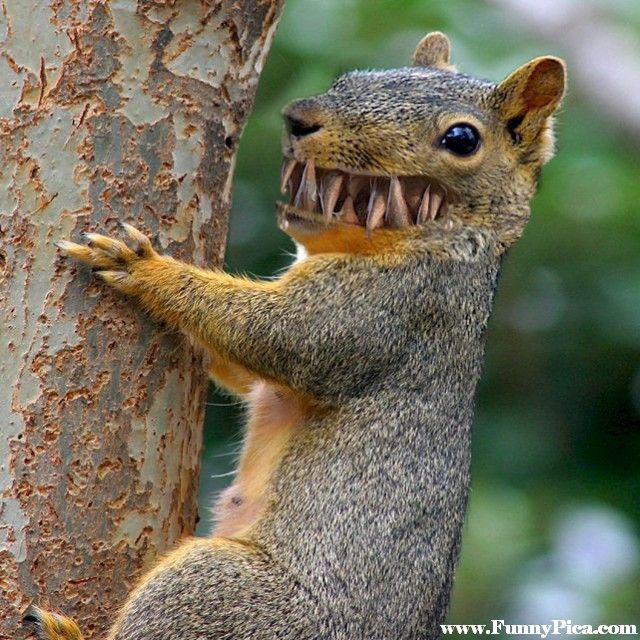 Smiley Face Funny Squirrel