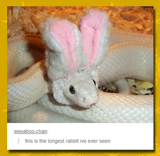 Snake With Bunny Ears Funny Picture