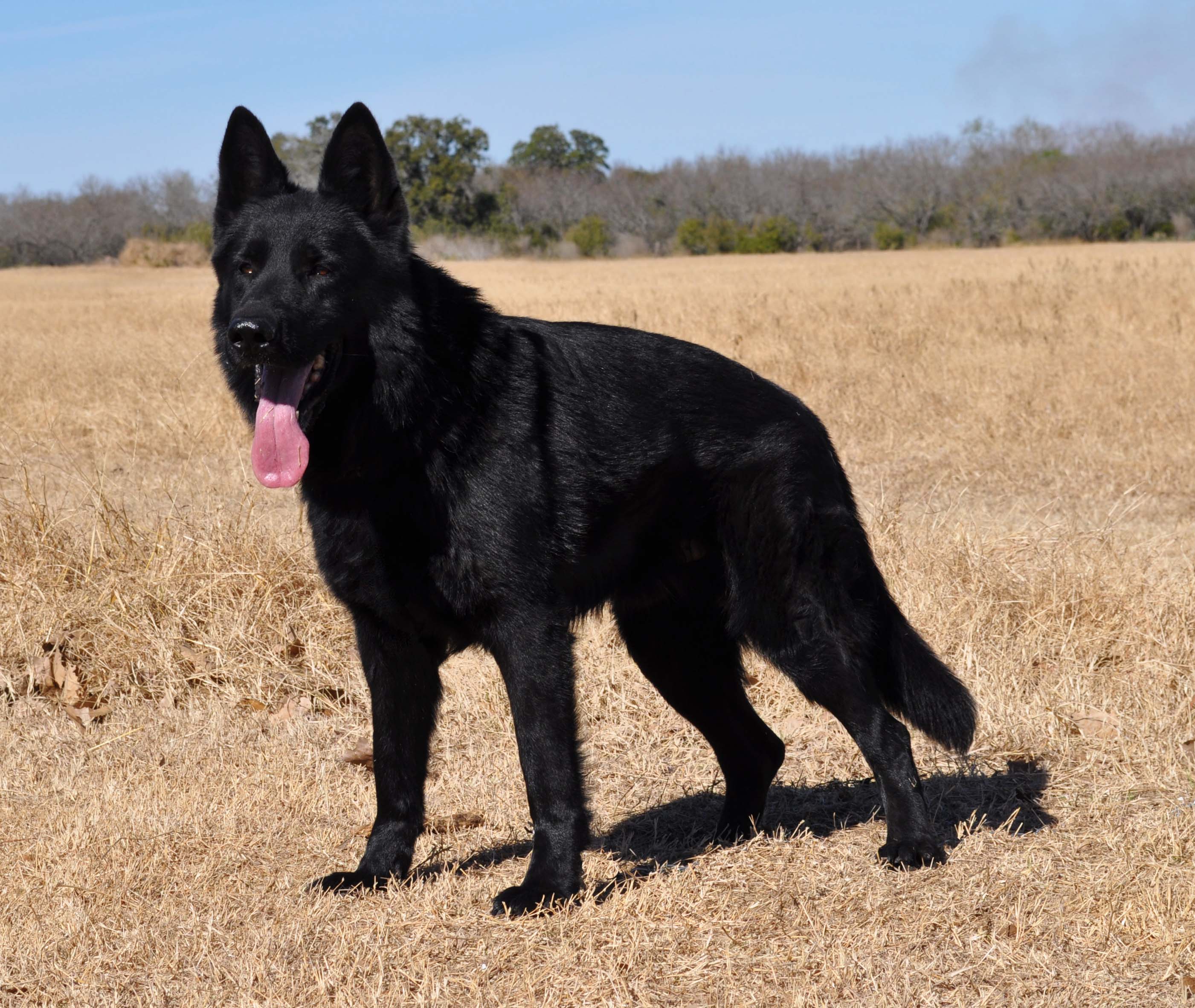Solid Black German Shepherd Dog Picture