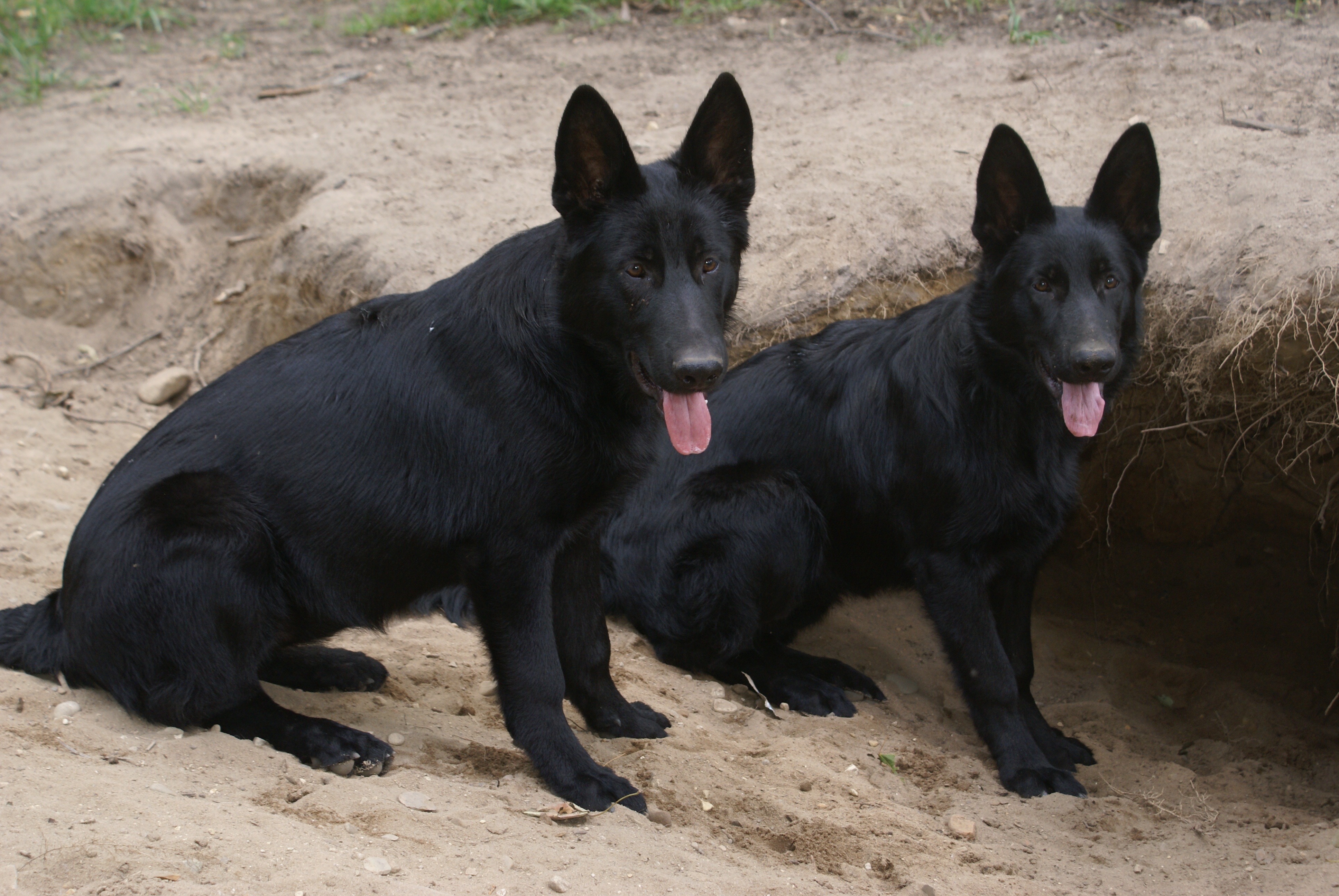 Solid Black German Shepherd Dogs
