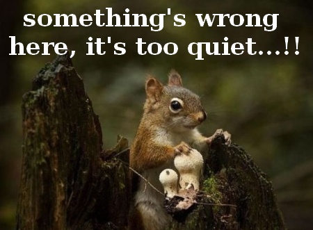 Something's Wrong Here It's Too Quiet Funny Squirrel Caption