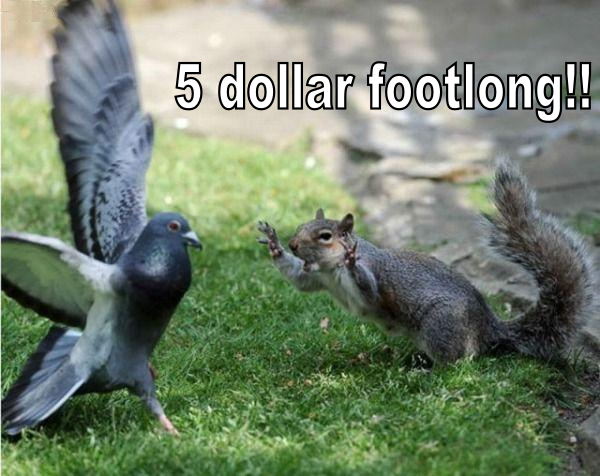 Squirrel Attack On Pigeon Funny Picture