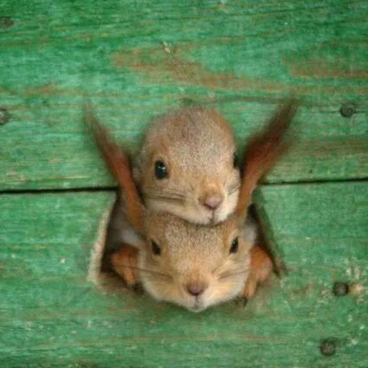 Squirrel Babies Looking Outside Funny Picture