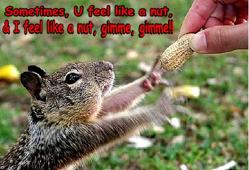 Squirrel Catching Nut Funny Picture