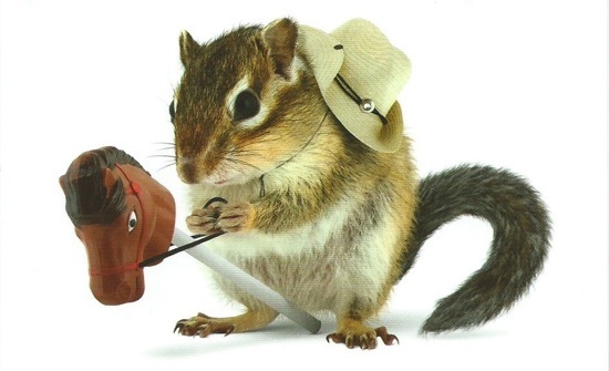 Squirrel Cowboy Funny Picture