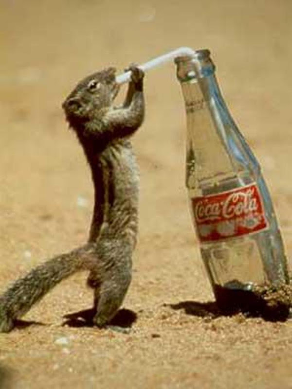 Squirrel Drinking Cocacola Funny Picture