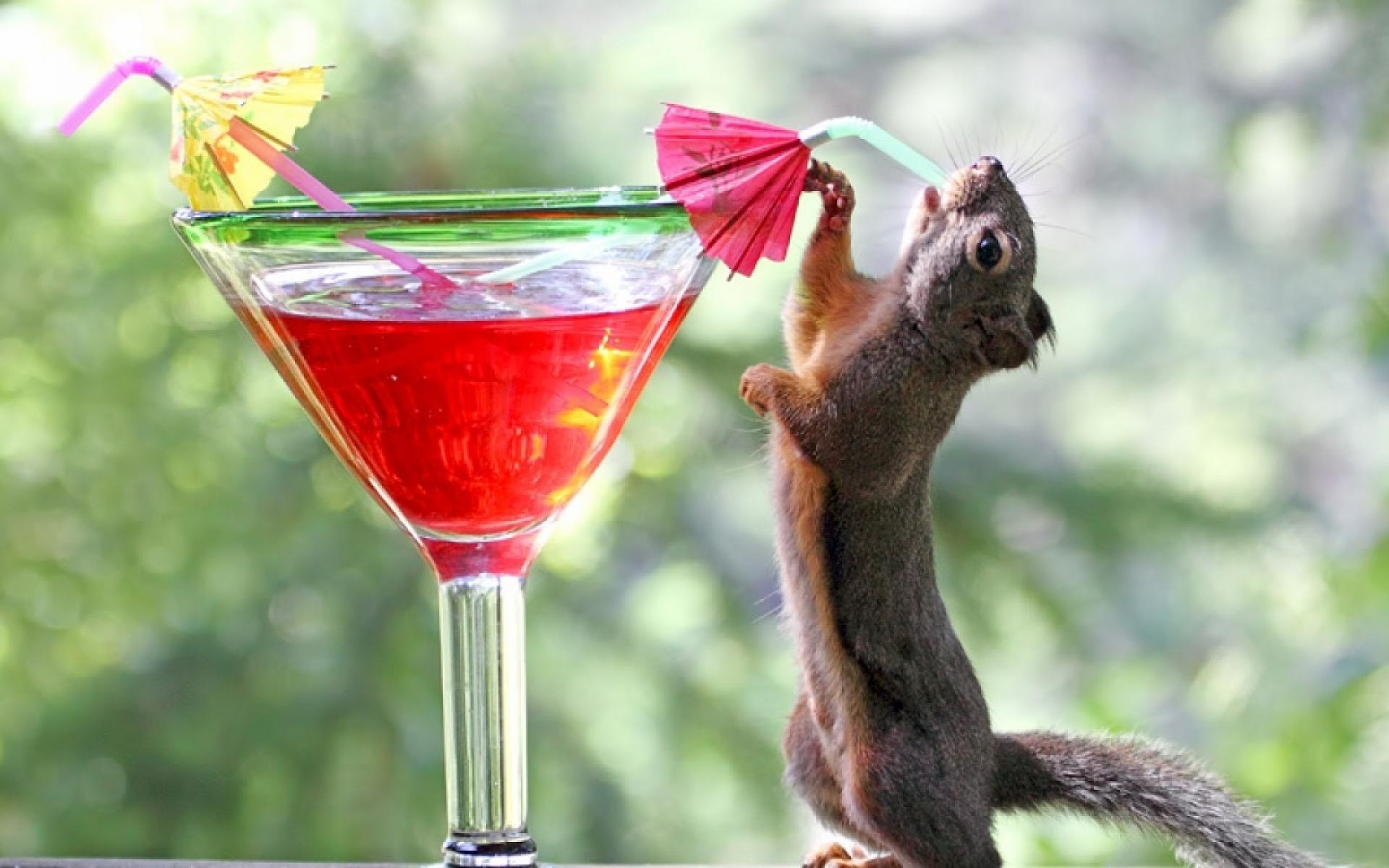 Squirrel Drinking Juice In Summer Season Funny Image