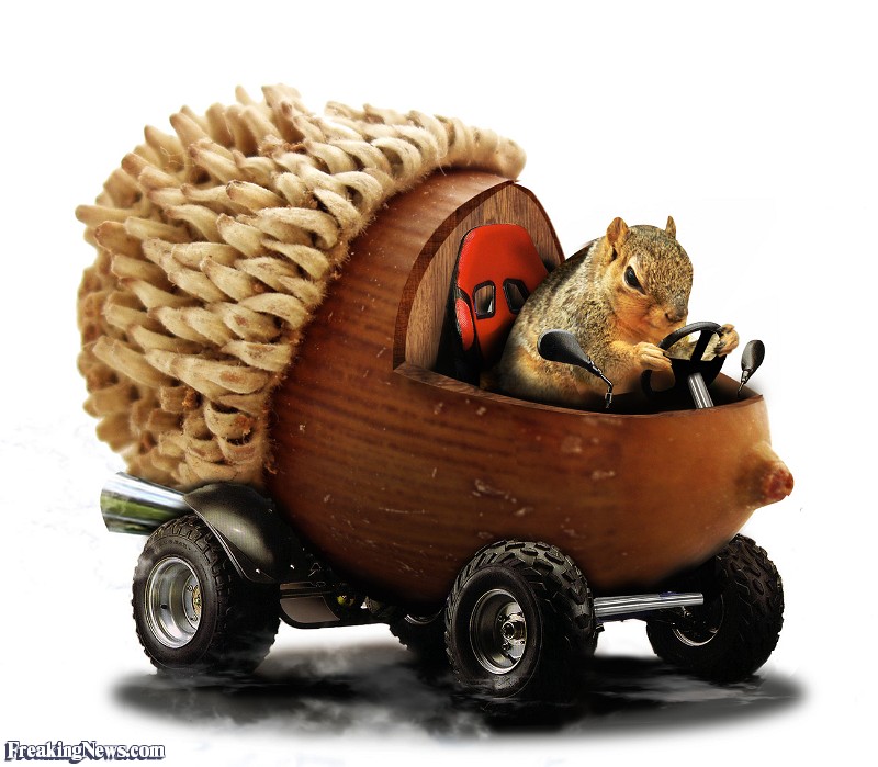 Squirrel Driving Acorn Truck Funny Picture