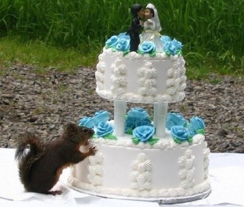Squirrel Eating Wedding Cake Funny Picture