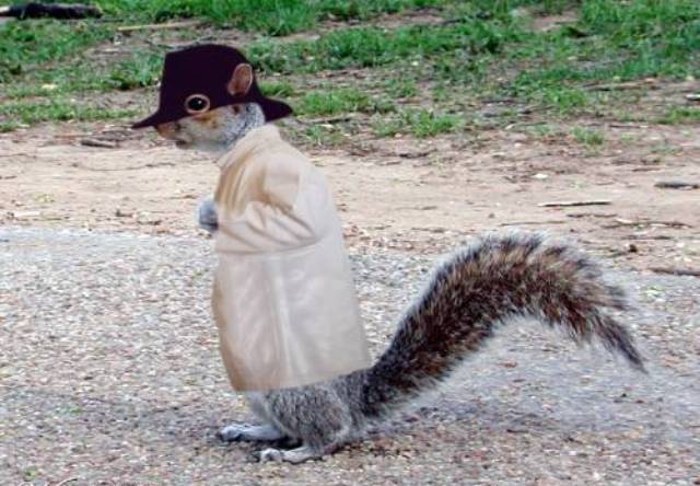 Squirrel In Man's Dress Funny Picture