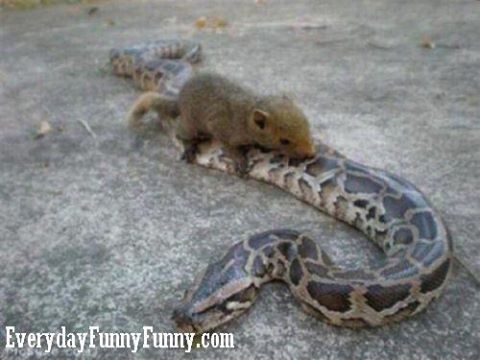 Squirrel On Snake Funny Picture