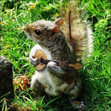 Squirrel Playing Guitar Funny Picture