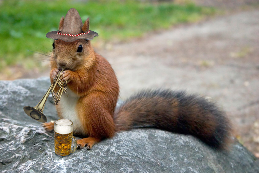 Squirrel Playing Trumpet Funny Picture