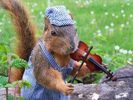 Squirrel Playing Violin Funny Picture