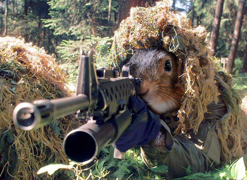 Squirrel Shooting Gun Funny Picture