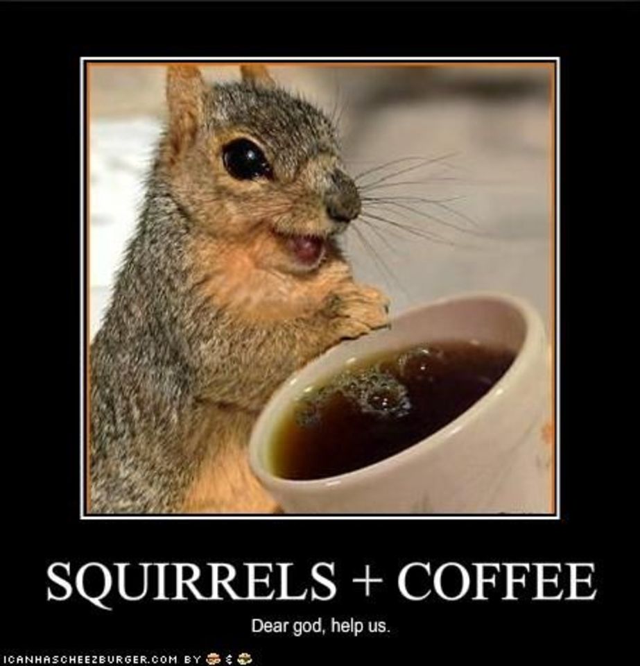 30 Very Funny Squirrel Pictures