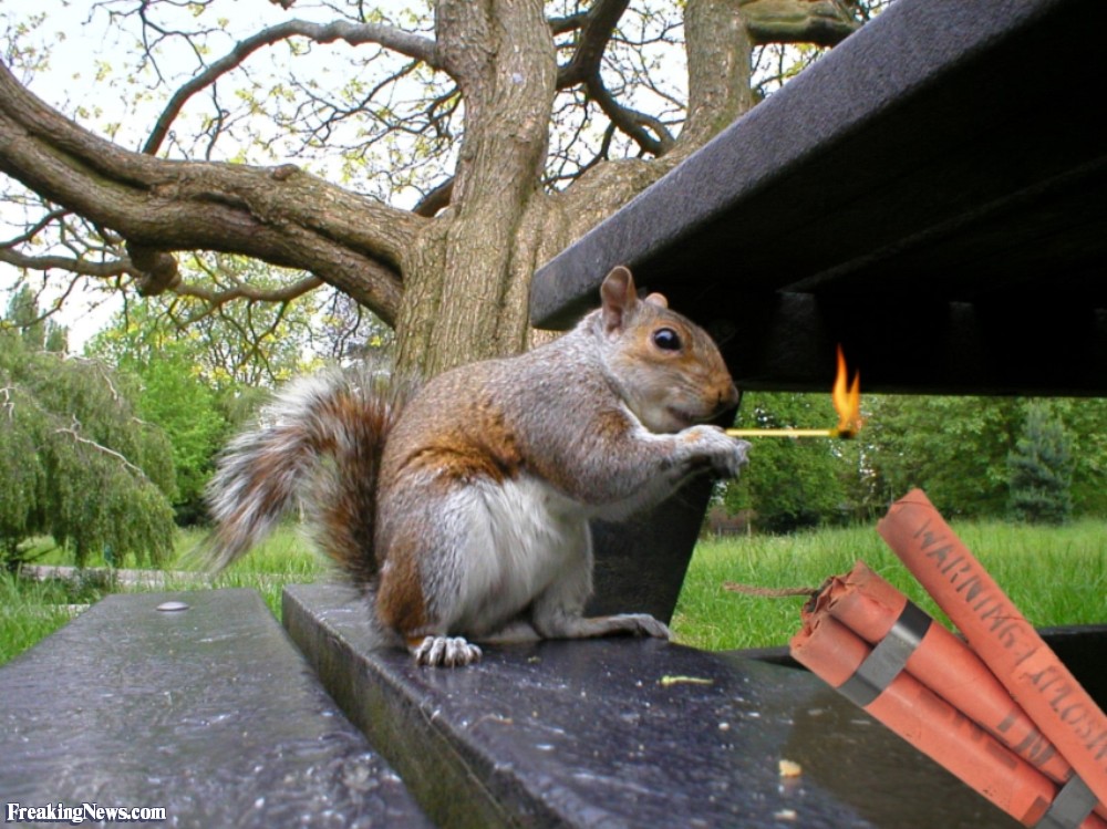 Squirrel With Fireworks Funny Picture