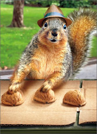 Squirrel With Hat Funny Picture