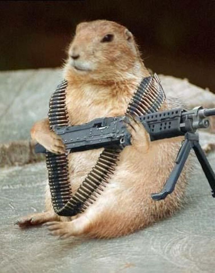 Squirrel With Machine Gun Funny Picture