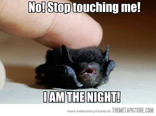 Stop Touching Me I Am The Night Funny Bat Meme