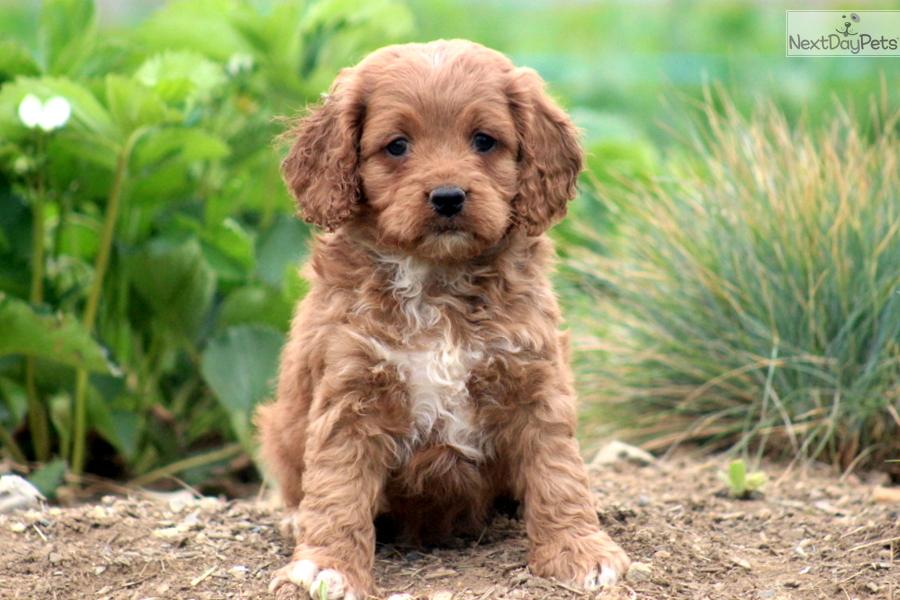 Stunning Miniature Cockapoo Puppy Picture