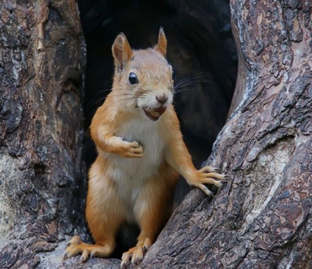 Surprised Face Funny Squirrel Image