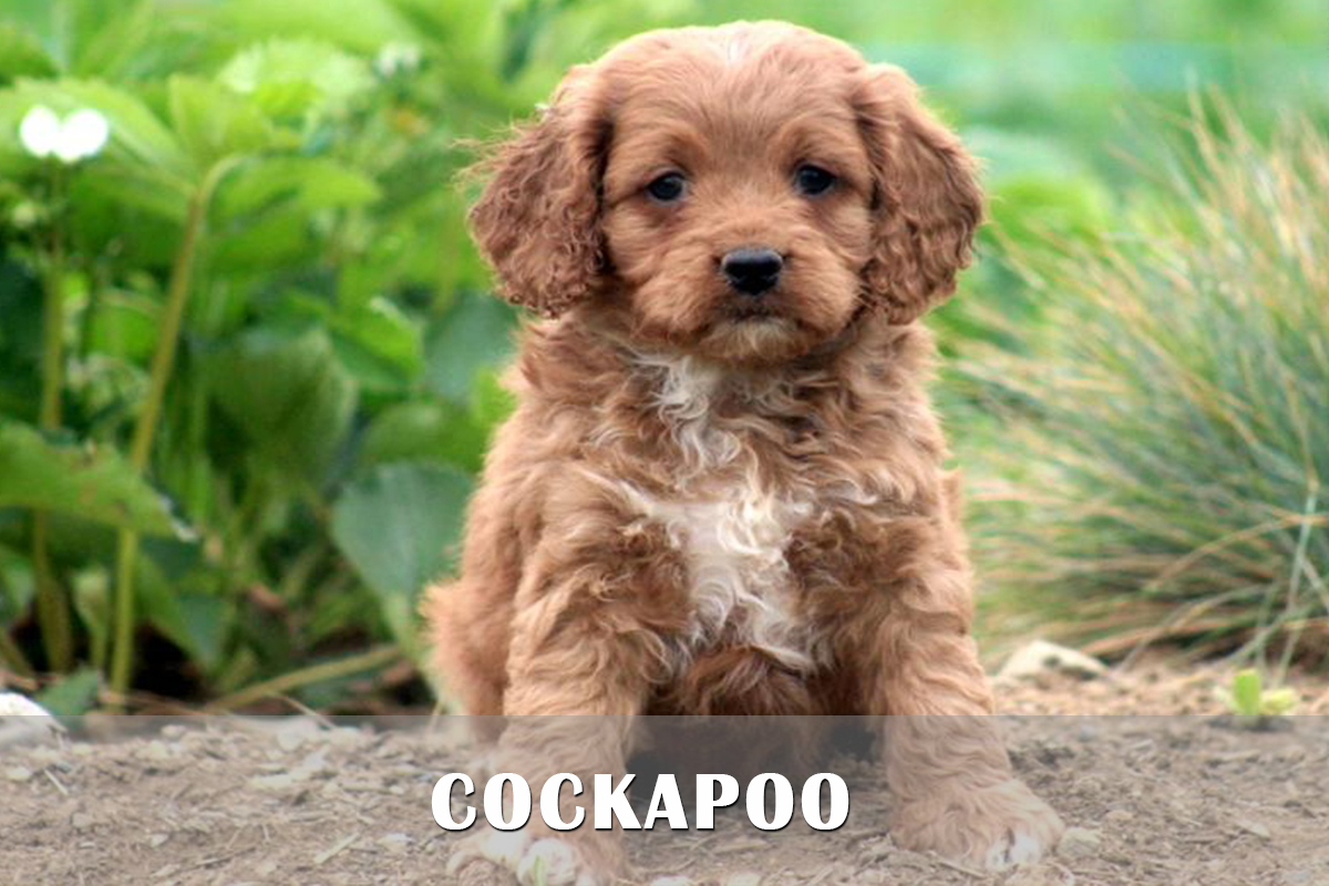 Sweet Cockapoo Puppy Picture