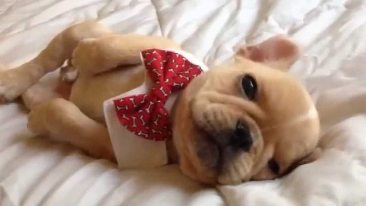 Sweet French Bulldog Puppy With Red Bow