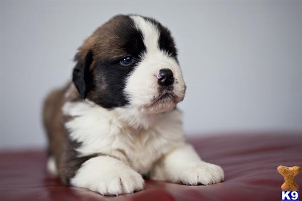 Sweet Saint Bernard Puppy