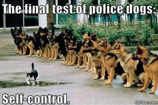 The Final Test Of Police Dogs Self Control Funny Cop Caption
