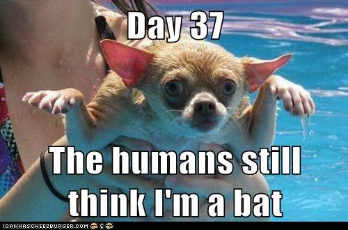 The Humans Still Think I Am A Bat Funny Caption