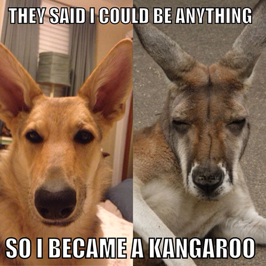 They Said I Could Be Anything So I Became A Kangaroo Funny Ears Meme Picture