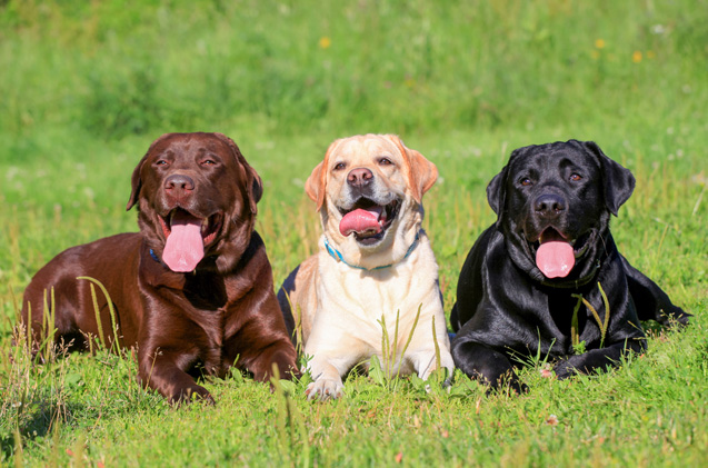 Three Beautiful Labrador Retriever Dogs