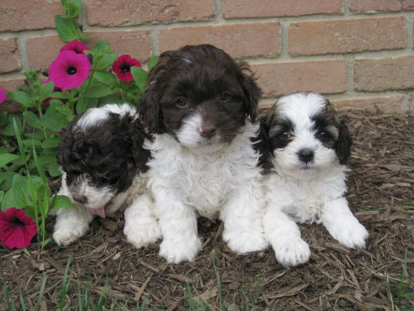 Three Cute Black And White Cockapoo Puppies