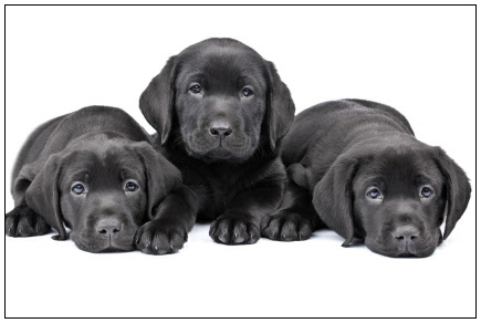 Three Cute Black Labrador Retriever Puppies