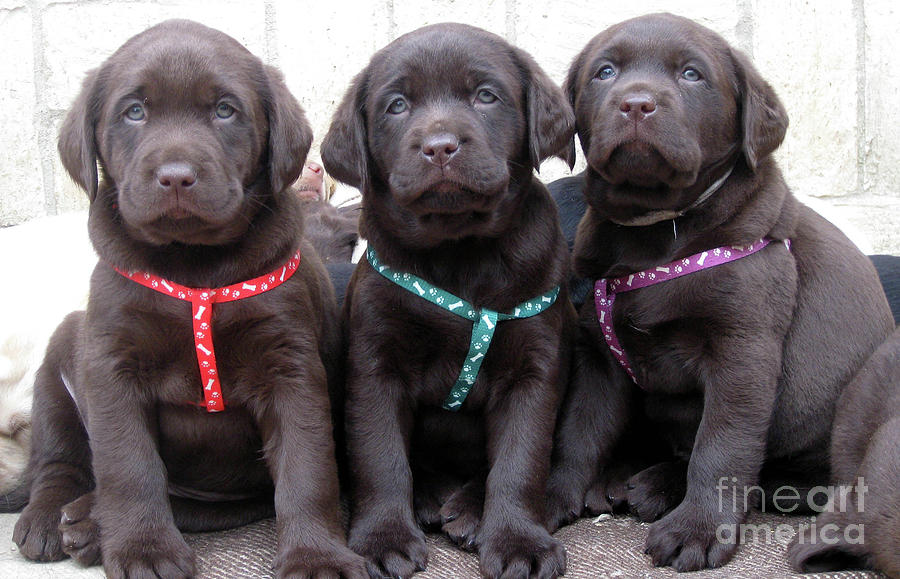 Three Cute Chocolate Labrador Retriever Puppies Picture