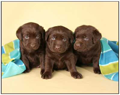Three Cute Chocolate Labrador Retriever Puppies