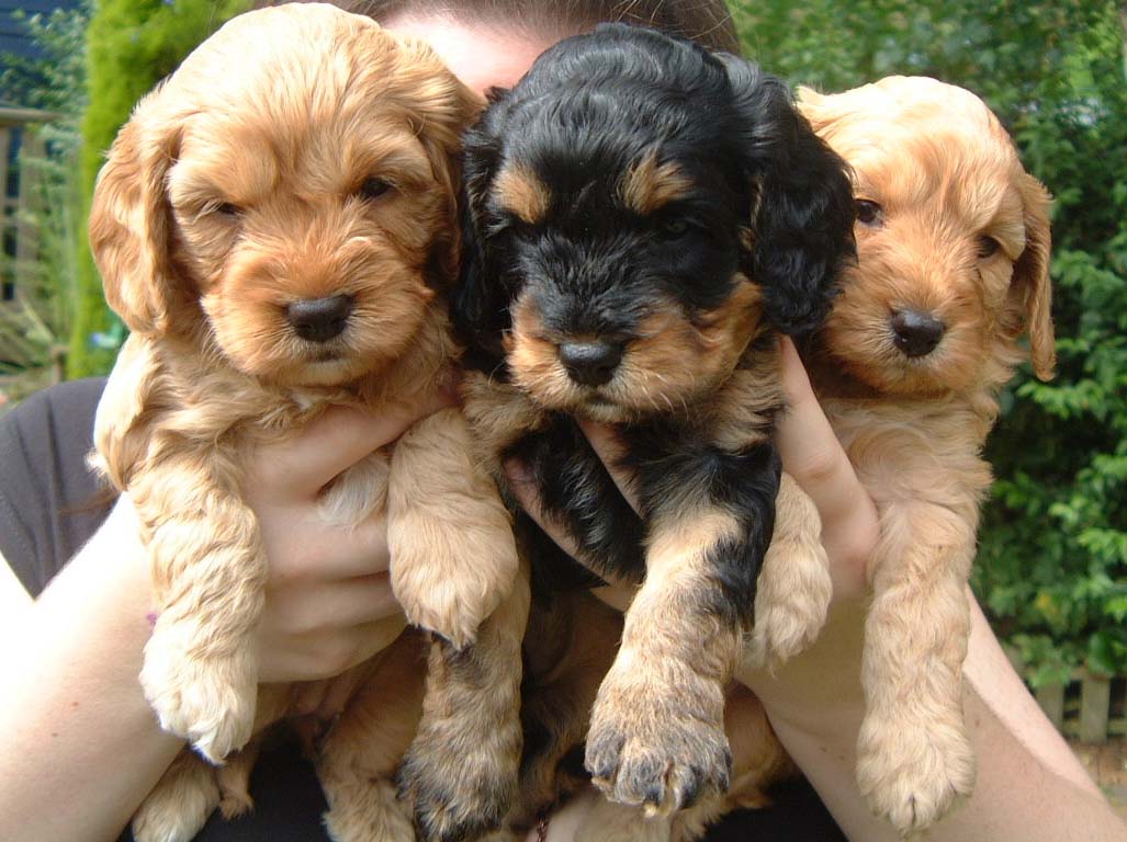 Three Cute Cockapoo Puppies Picture