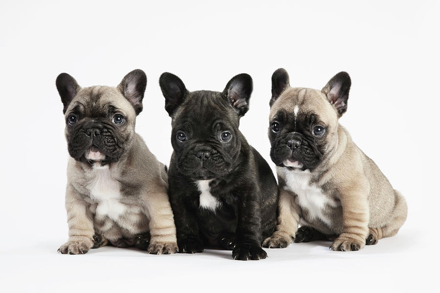 Three Cute French Bulldog Picture