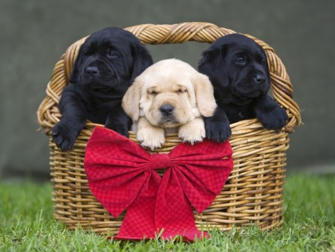 Three Cute Labrador Retriever Puppies In Basket With Red Bow