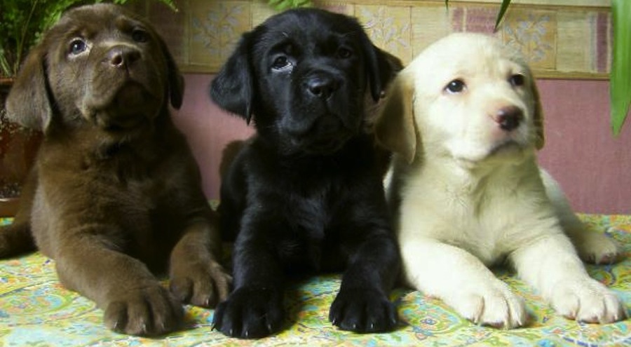 Three Cute Labrador Retriever Puppies Picture