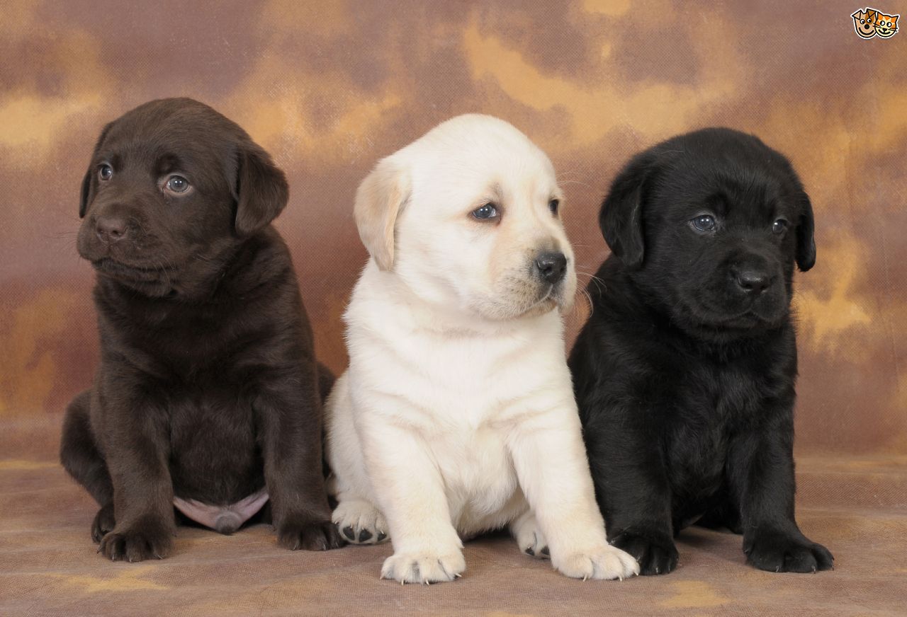 Three Cute Labrador Retriever Puppies