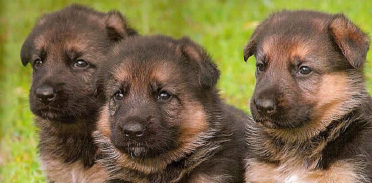 Three Cute New Born German Shepherd Puppies