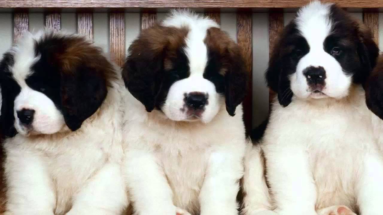 Three Cute Saint Bernard Puppies