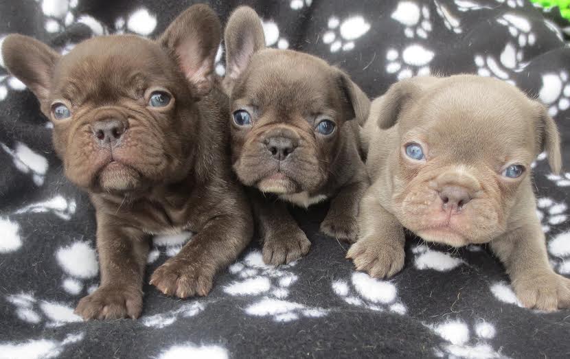 Three French Bulldog Puppies