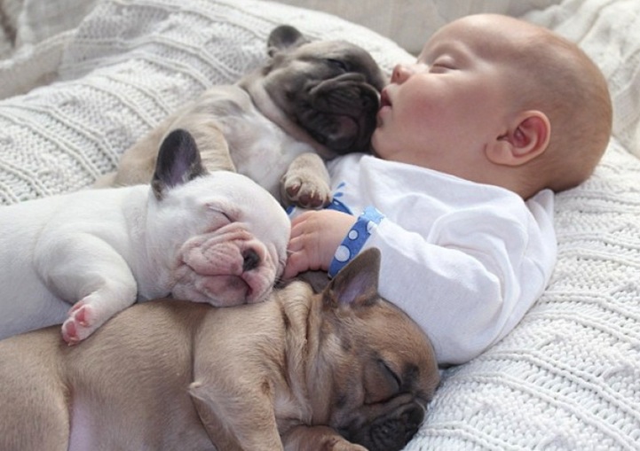 Three Sleeping French Bulldog Puppies