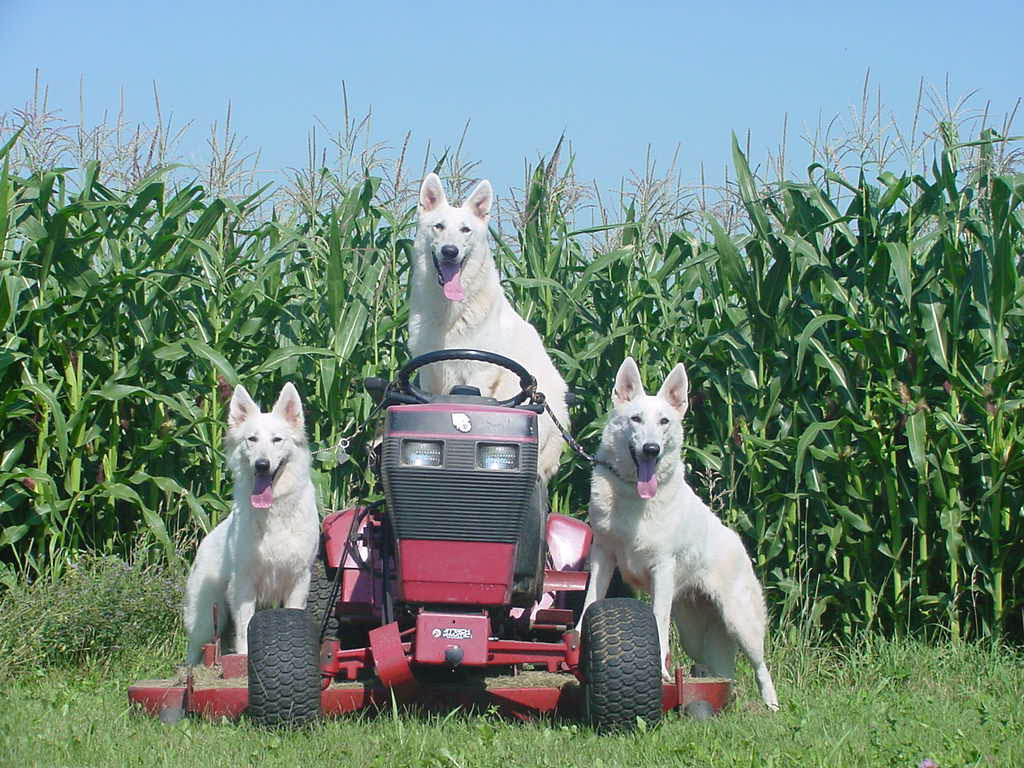 Three White German Shepherd Dogs In Field