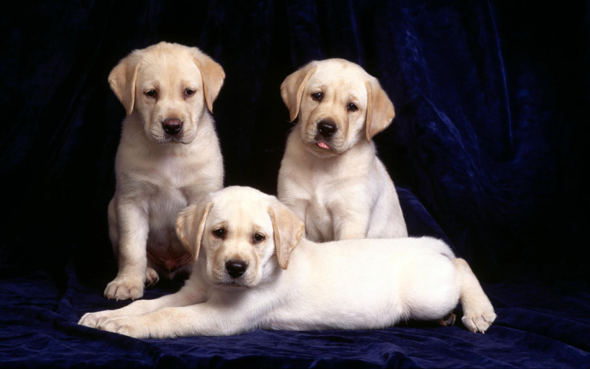 Three Yellow Labrador Retriever Puppies HD Wallpaper