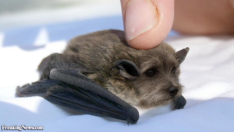 Tiny Puppy Bat Funny Picture