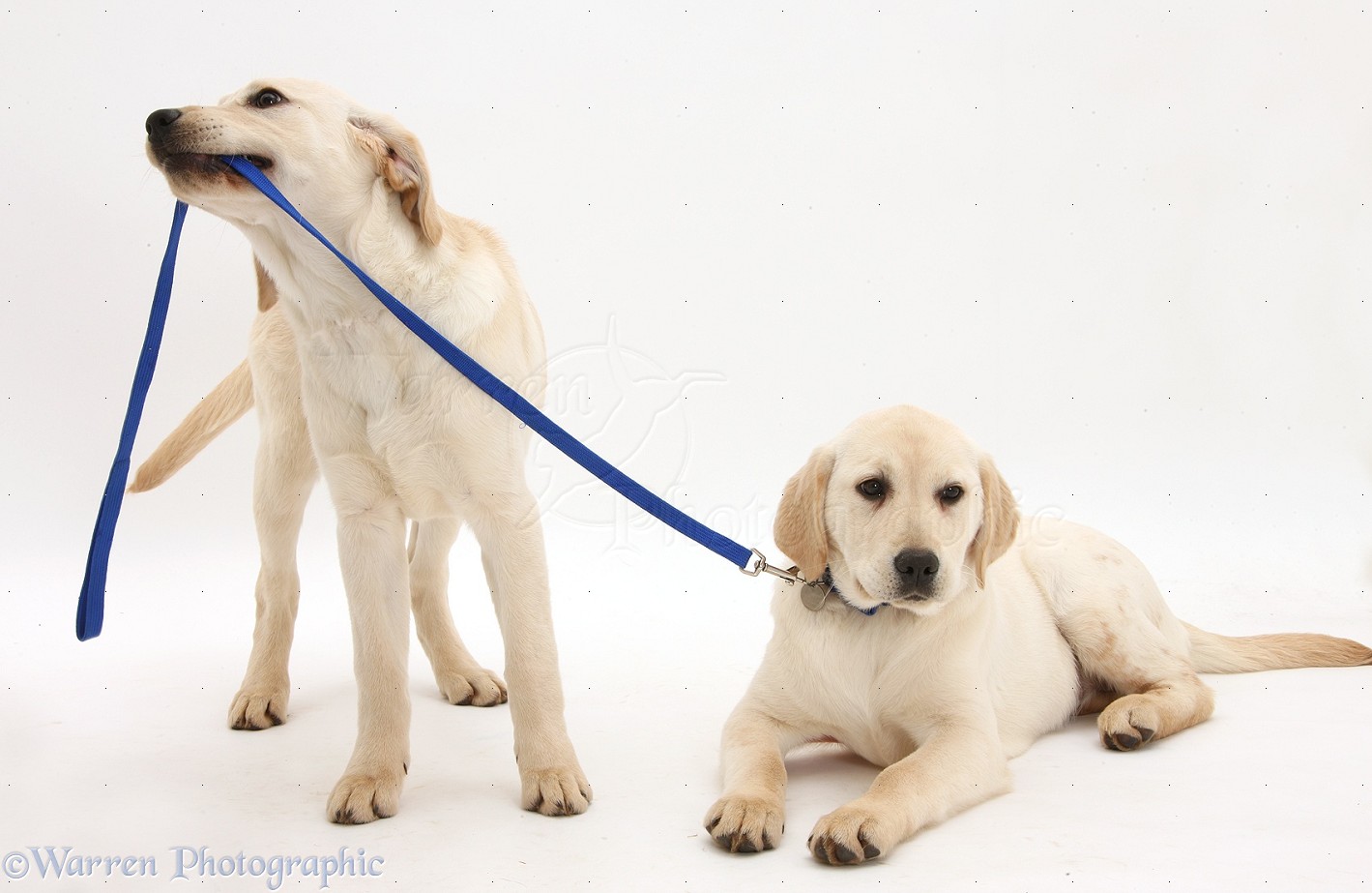 Two Cute Yellow Labrador Retriever Puppies